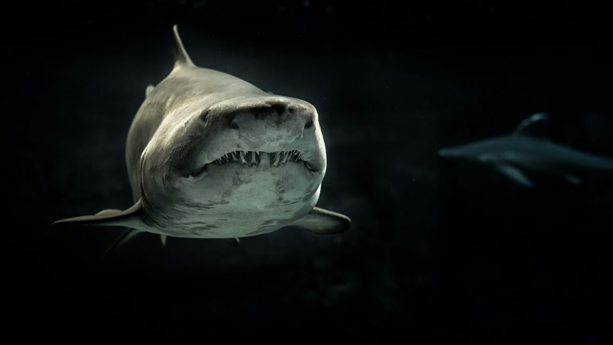 VA Claim Shark Warning